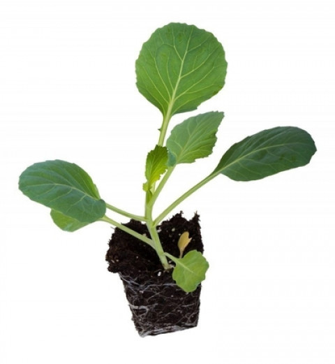 Cabbage Seedlings (1 Bunch 100 pcs)