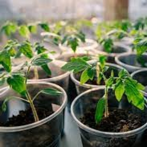 Tomato Seedlings (1 Bunch 100 pcs)