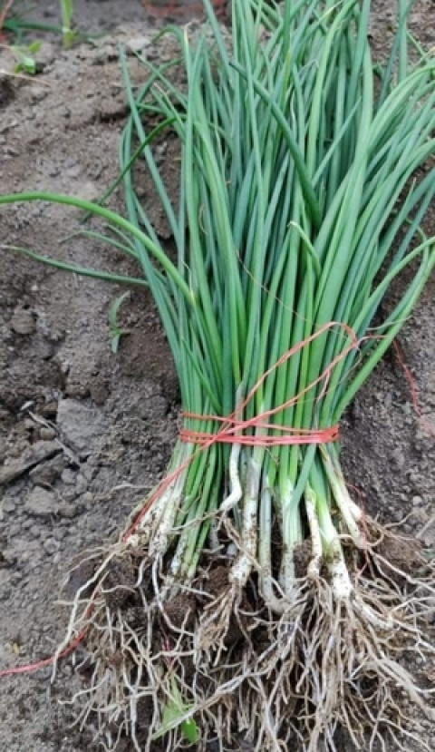Yellow Onion Seedlings (1 Bunch 100 pcs)